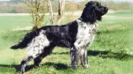 Large Münsterländer Dog photo