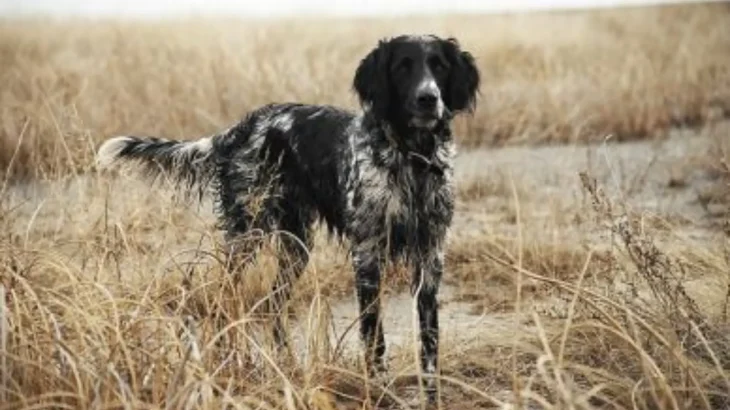 Large Münsterländer Dog photo