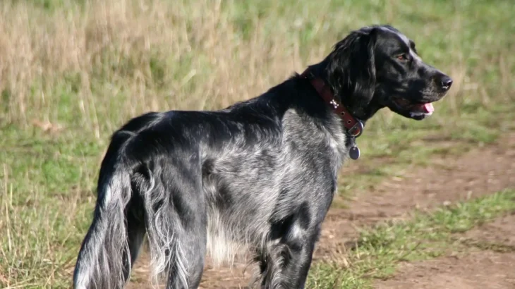 Large Münsterländer Dog photo