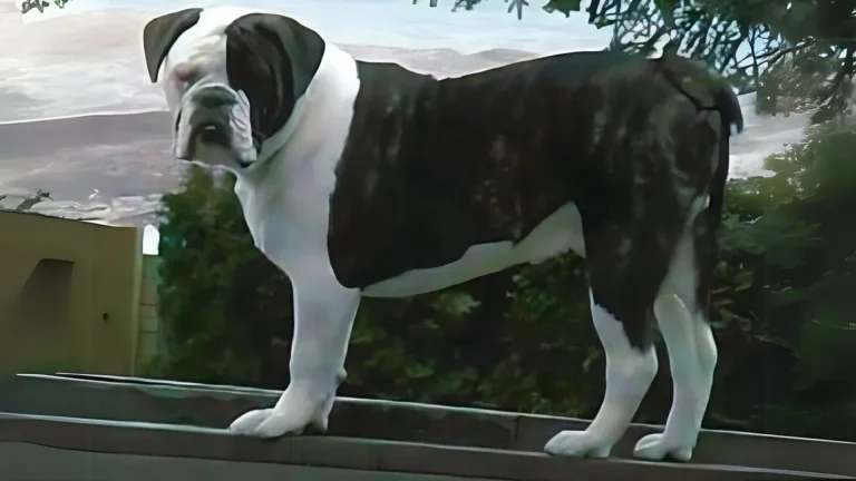 Larson Lakeview Bulldogge Dog photo
