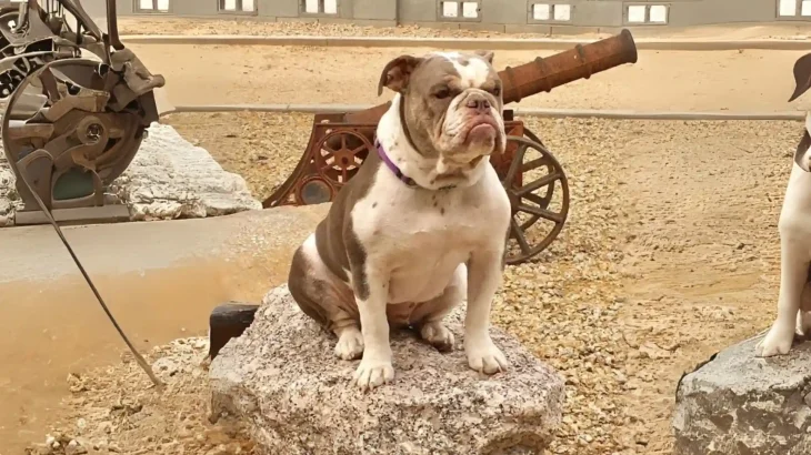 Larson Lakeview Bulldogge Dog photo