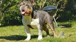 Larson Lakeview Bulldogge Dog photo