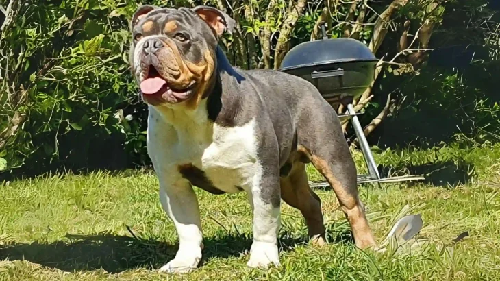 Larson Lakeview Bulldogge Dog photo