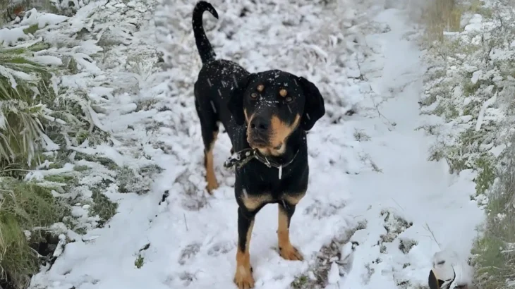 Latvian Hound Dog photo