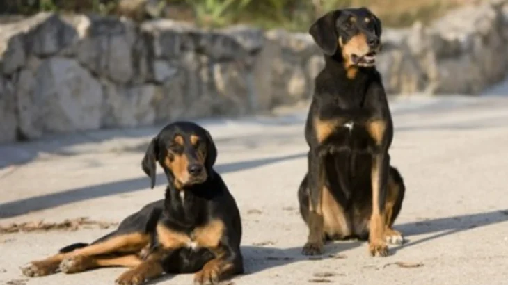Latvian Hound Dog photo