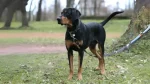 Latvian Hound Dog photo