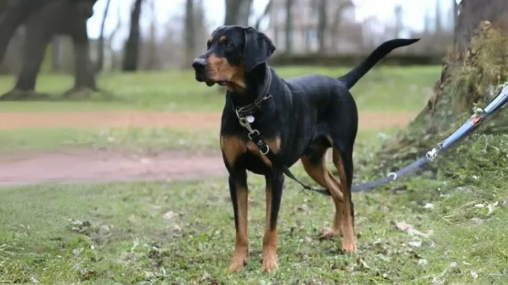 Latvian Hound Dog photo