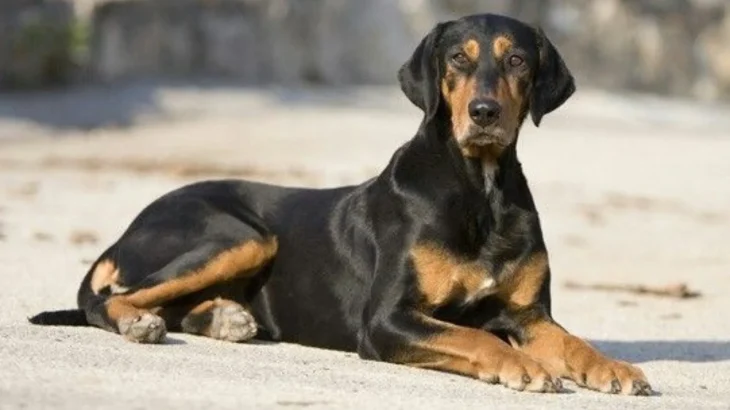 Latvian Hound Dog photo