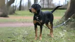 Latvian Hound Dog photo