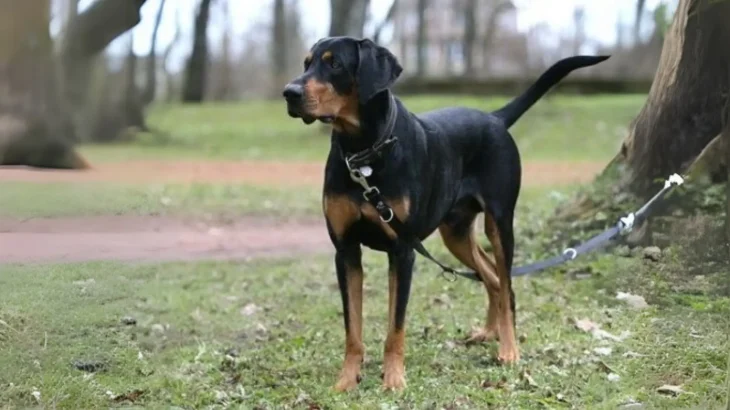Latvian Hound Dog photo
