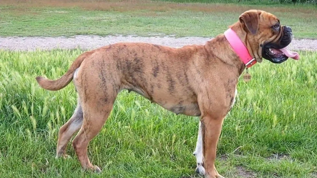 Leavitt Bulldog Dog photo
