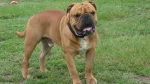 Leavitt Bulldog Dog photo