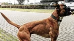 Leavitt Bulldog Dog photo