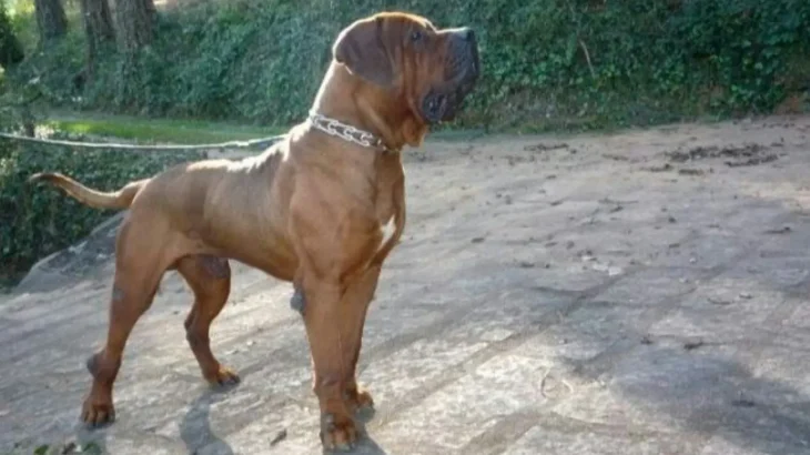 Leavitt Bulldog Dog photo