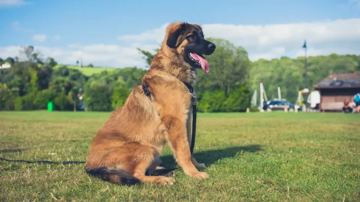 Leonberger Dog photo