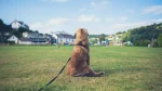 Leonberger Dog photo