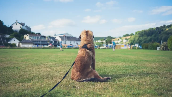 Leonberger Dog photo