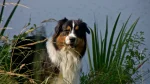 Leonberger Dog photo