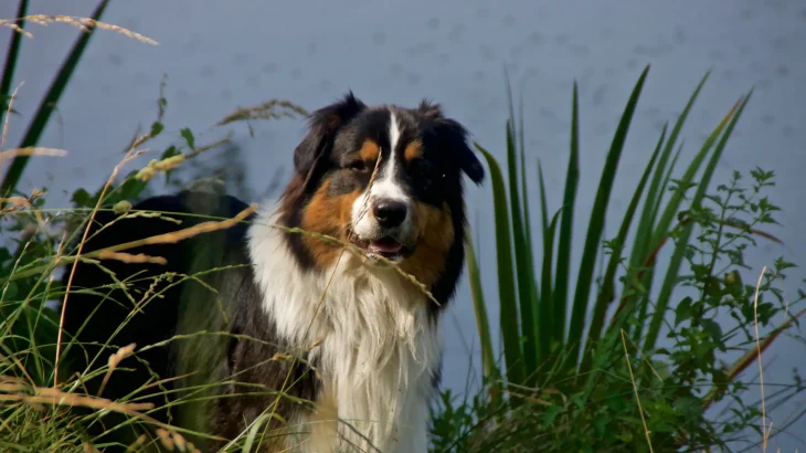Leonberger Dog photo