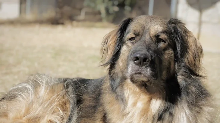 Leonberger Dog photo