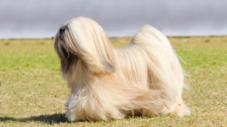 Lhasa Apso Dog photo
