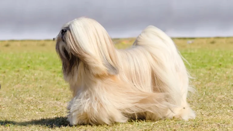 Lhasa Apso Dog photo