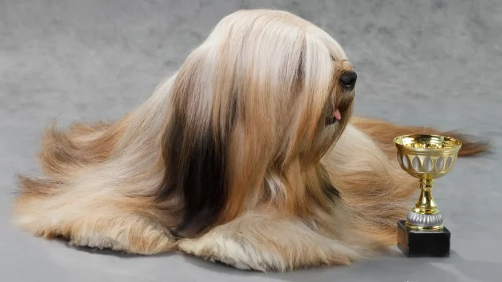 Lhasa Apso Dog photo