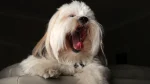 Lhasa Apso Dog photo