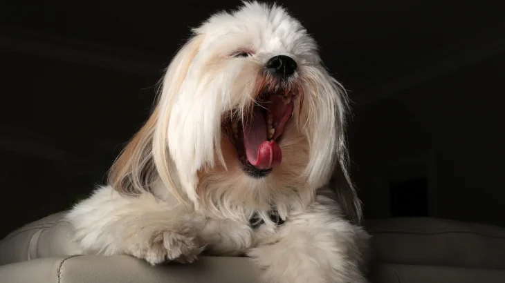 Lhasa Apso Dog photo