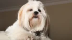 Lhasa Apso Dog photo