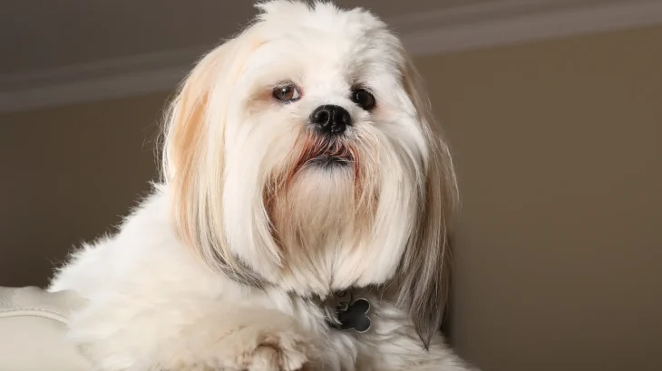 Lhasa Apso Dog photo