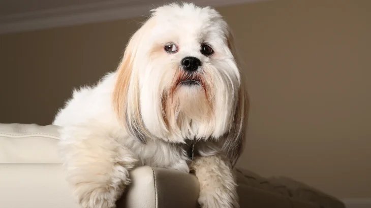 Lhasa Apso Dog photo