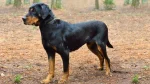 Lithuanian Hound Dog photo