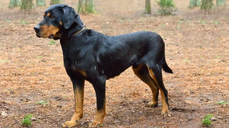 Lithuanian Hound Dog photo