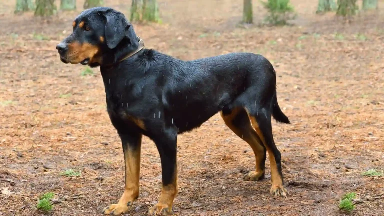 Lithuanian Hound Dog photo