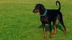 Lithuanian Hound Dog photo