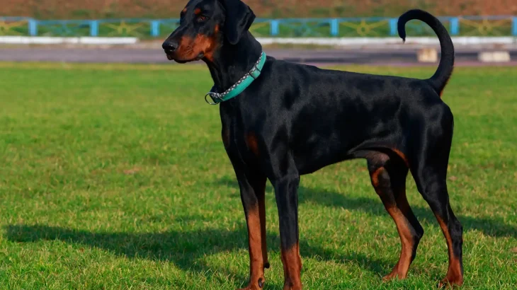 Lithuanian Hound Dog photo