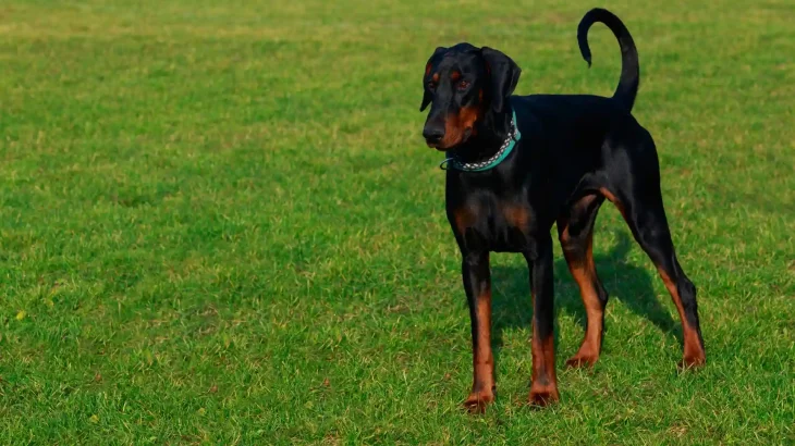 Lithuanian Hound Dog photo