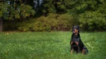 Lithuanian Hound Dog photo