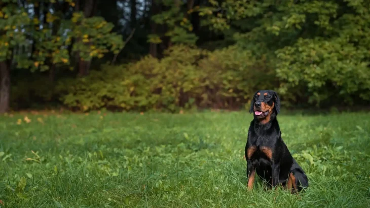 Lithuanian Hound Dog photo