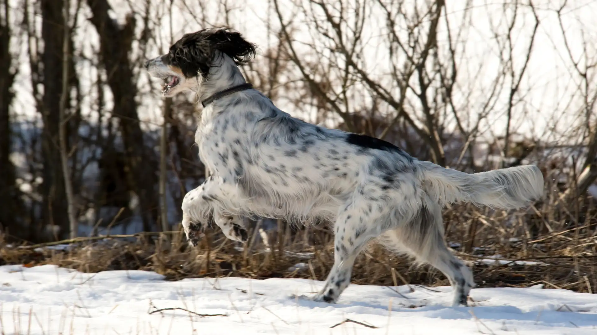 Setter Llewellin Dog photo