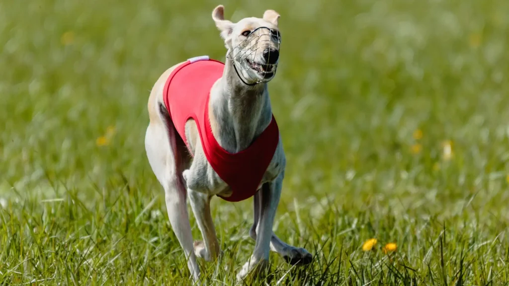 Longhaired Whippet Dog photo