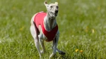 Longhaired Whippet Dog photo