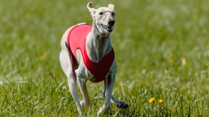 Longhaired Whippet Dog photo