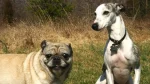 Longhaired Whippet Dog photo