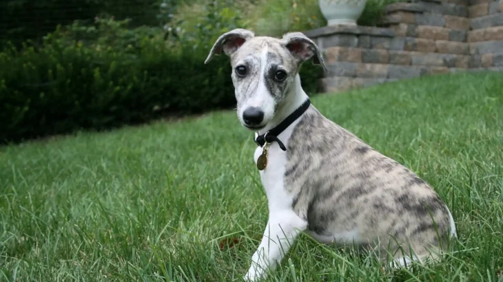 Longhaired Whippet Dog photo