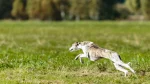 Longhaired Whippet Dog photo