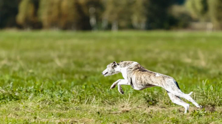 Longhaired Whippet Dog photo
