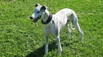 Longhaired Whippet Dog photo