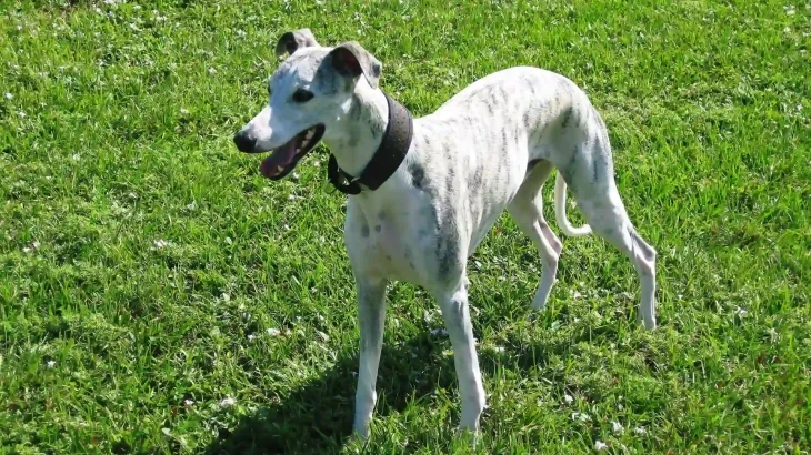 Longhaired Whippet Dog photo
